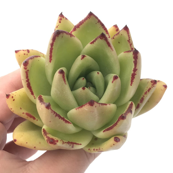 Echeveria Agavoides sp. 2"-3" Rare Succulent Plant