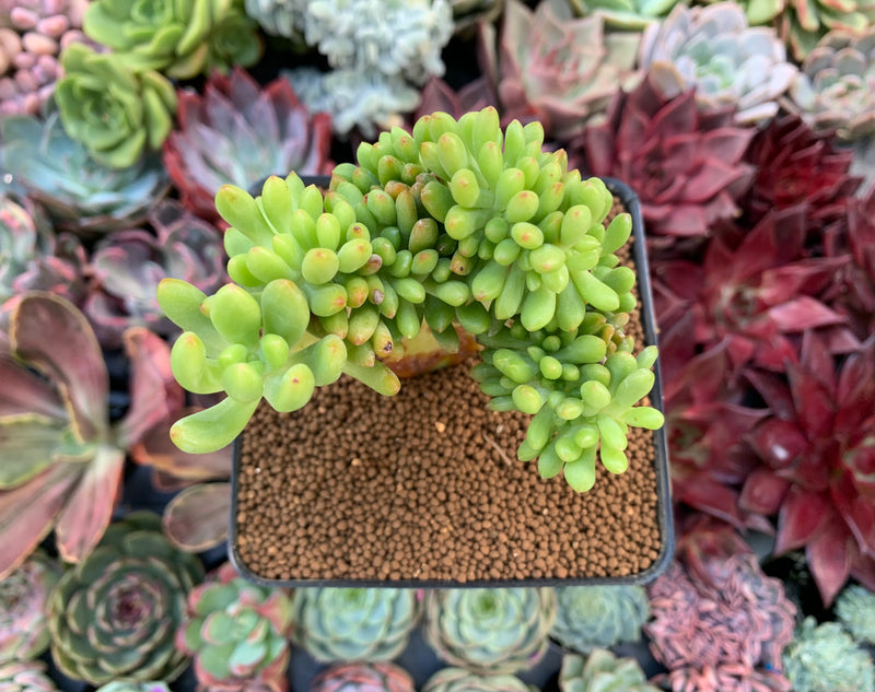 Sedum 'Pachyphyllum' Crested 3" Succulent Plant