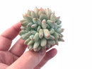 Echeveria Orange Monroe Crested 3” Rare Succulent Plant