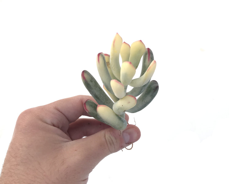 Cotyledon 'Orbiculata' Variegated Thin Leaf 2"-3" Succulent Plant