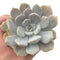 Echeveria 'Tiramisu' 4" Large Succulent Plant