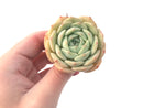 Echeveria 'Gold Cream' 3" New Hybrid Succulent Plant