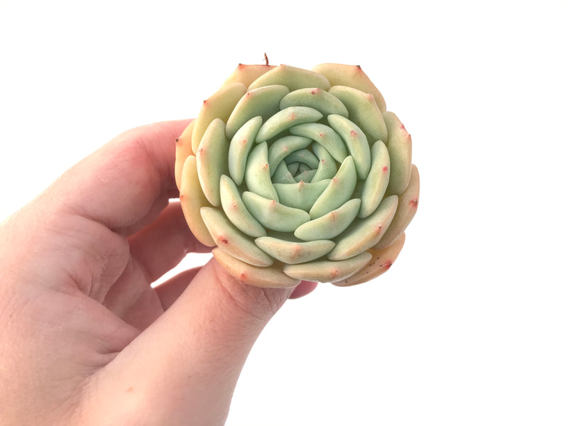 Echeveria 'Gold Cream' 3" New Hybrid Succulent Plant