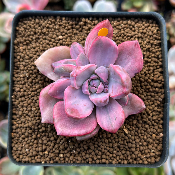 Graptoveria 'Mrs. Richards' Variegated 2" Succulent Plant