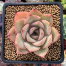 Echeveria sp. 2"-3" Succulent Plant