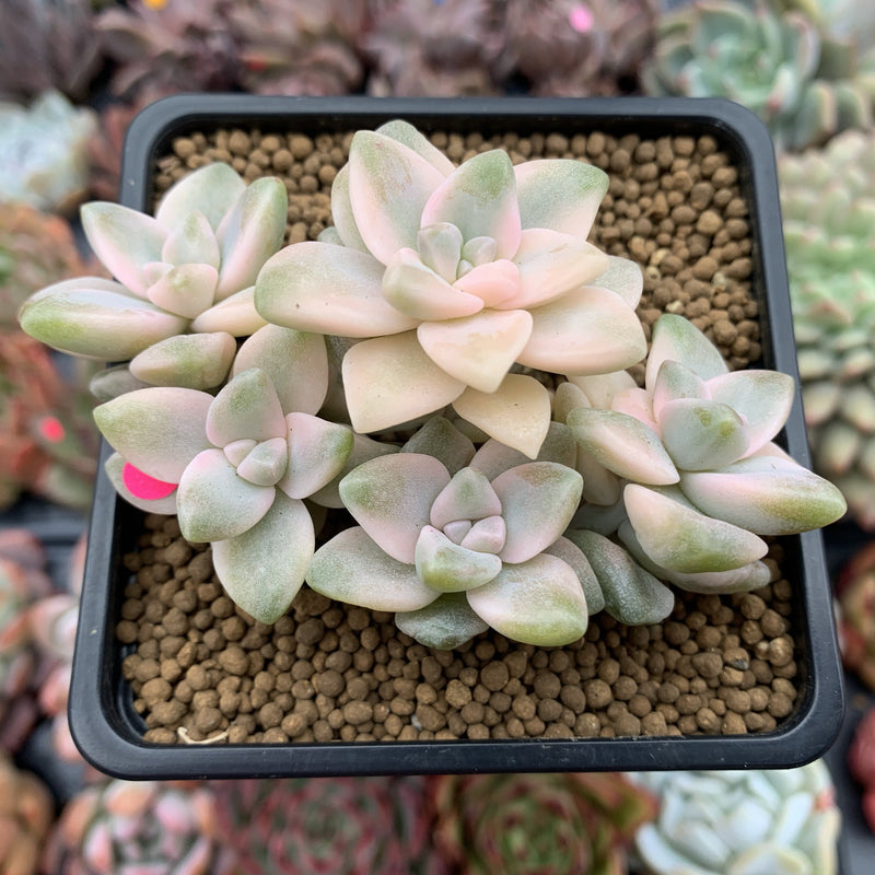 Graptoveria 'Titubans' Variegated 3" Cluster Succulent Plant