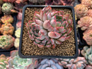 Echeveria 'Zaragoza' Hybrid 3" Succulent Plant