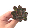 Echeveria Agavoides 'Magic Plot' 2" Rare Succulent Plant