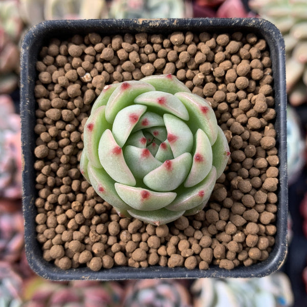 Echeveria 'Mountain Rose' 1" New Hybrid Small Succulent Plant