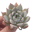 Echeveria 'Larega' Powdery 2" Succulent Plant