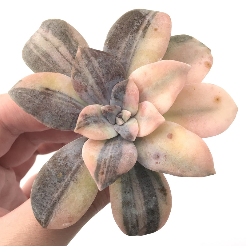 Quetzalcoatlia 'Pentandra Superba' Variegated 3" Succulent Plant (Formerly Graptopetalum 'Pentandrum Superbum' Variegated)