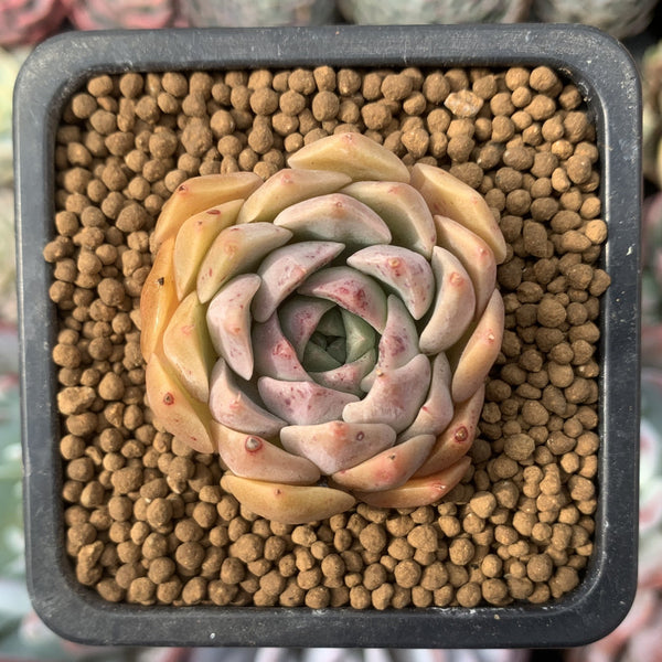 Echeveria 'Esca' 1" Small New Hybrid Succulent Plant