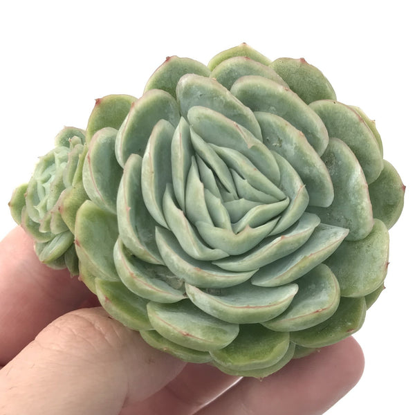 Echeveria 'Mexico Rose' 3" Succulent Plant