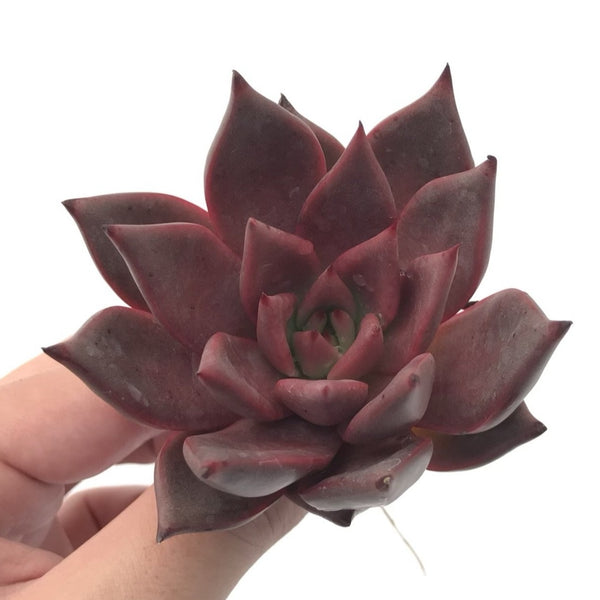 Echeveria Agavoides 'Red Ebony' 3"-4" Rare Succulent Plant