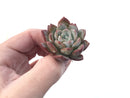 Echeveria 'Timothy' 1" Succulent Plant