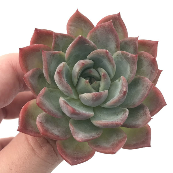 Echeveria 'Blue Surprise' Hybrid 2" Powdery Succulent Plant