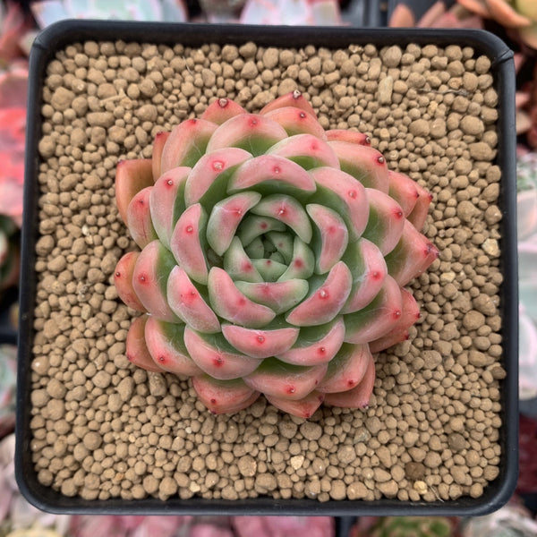 Echeveria Agavoides 'Bradley' 2"-3" Succulent Plant