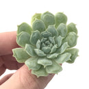 Echeveria 'Hearts Choice' 1" Small Rare Succulent Plant