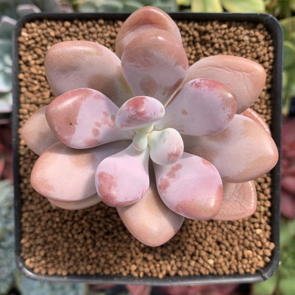 Graptopetalum 'Amethystinum' 2" Succulent Plant