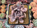 Echeveria 'Cupid' 2" Succulent Plant