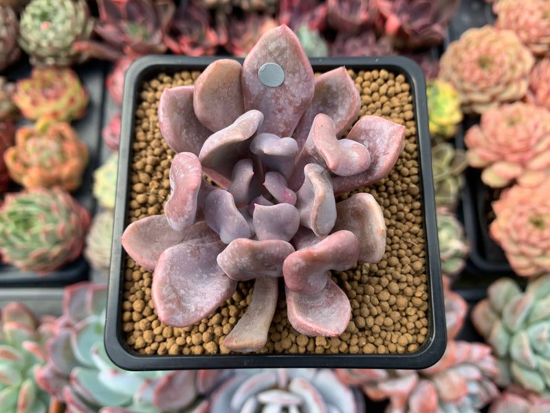 Echeveria 'Cupid' 2" Succulent Plant