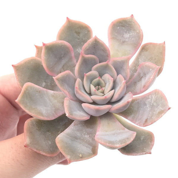 Echeveria 'Fiona' 2"-3" Succulent Plant