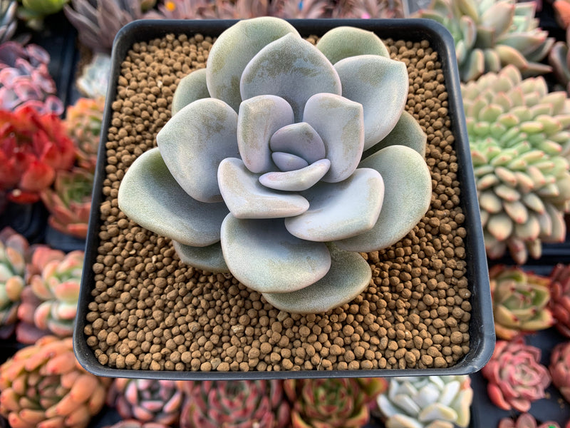 Graptoveria 'Margaret Rose' 3" Powdery Succulent Plant