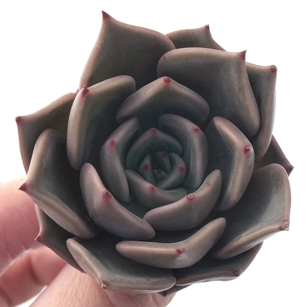 Echeveria Agavoides sp. 1" Small Succulent Plant