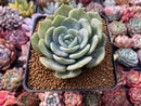 Echeveria 'Snow Shower' 3" Powdery Succulent Plant