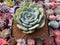 Echeveria 'Snow Shower' 3" Powdery Succulent Plant