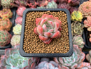 Echeveria 'Star Mark' 1" Small Succulent Plant