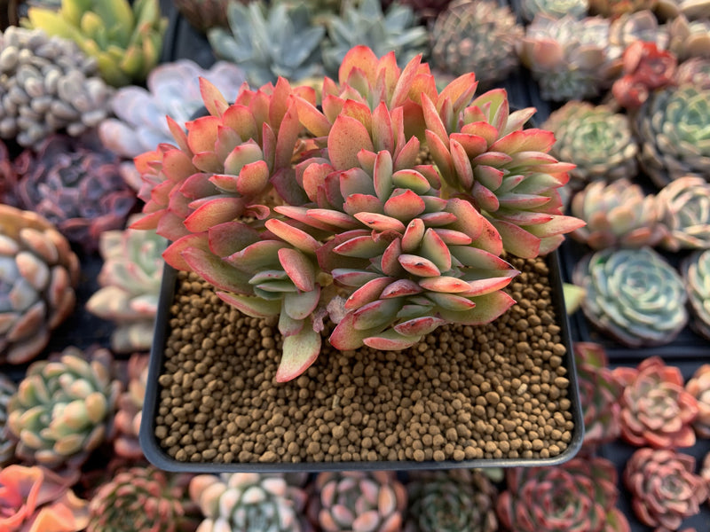 Echeveria 'Luella' Crested Cluster 2"-3" Succulent Plant