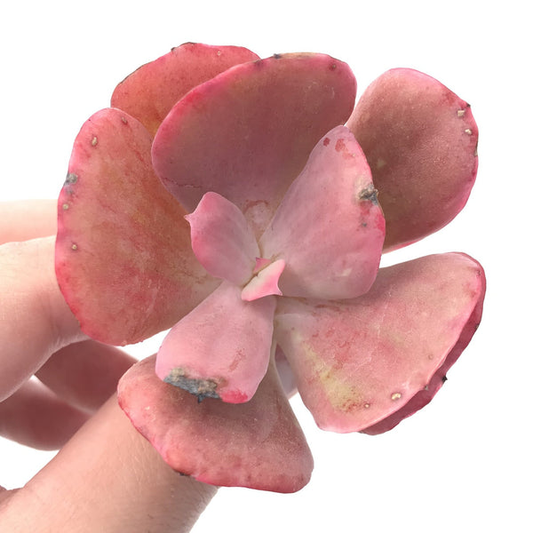 Echeveria ‘Dream and Phantasm’ 3” Rare Succulent Plant