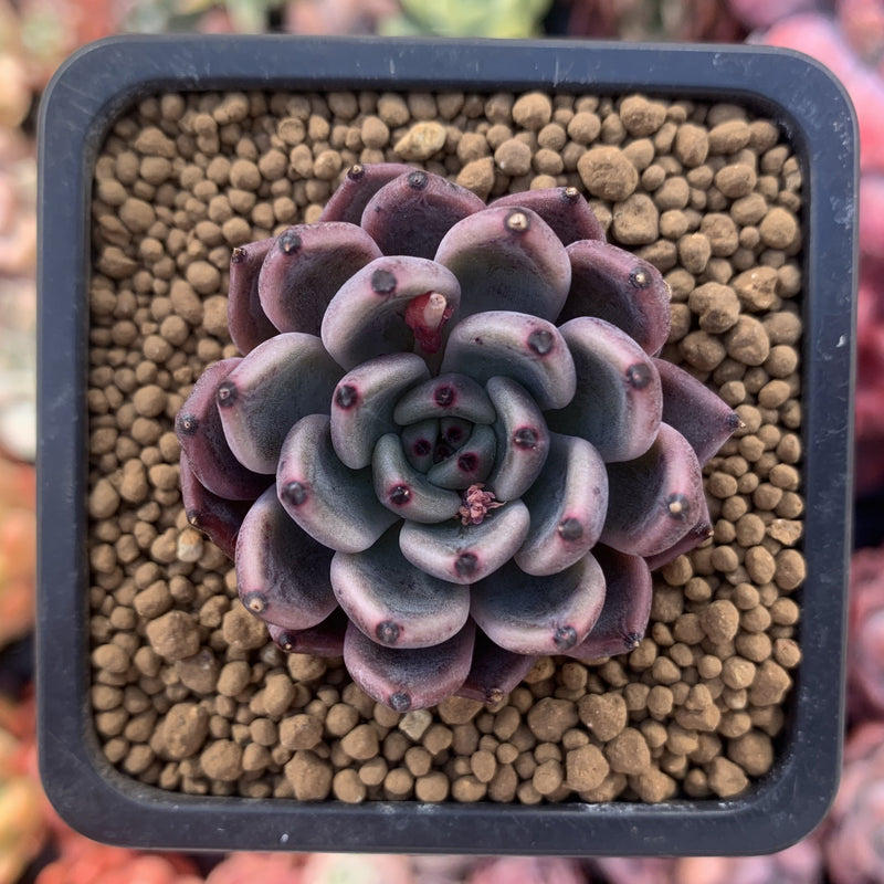 Echeveria Agavoides 'Black Tip' 1" Succulent Plant