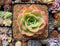 Echeveria 'Arenas' 2" Succulent Plant