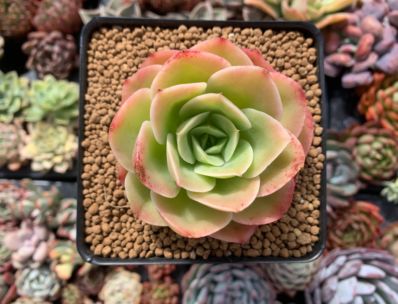 Echeveria 'Arenas' 2" Succulent Plant