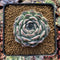 Echeveria 'Giro' 3" Succulent Plant