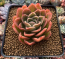 Echeveria Agavoides 'Raja' 3" Succulent Plant