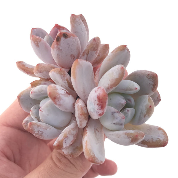 Echeveria 'Orange Monroe' Cluster 3" Powdery Succulent Plant