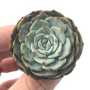 Echeveria 'Mont Blanc' 3" Powdery Succulent Plant