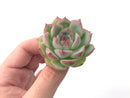 Echeveria 'Silhouette' 1" Powdery Succulent Plant