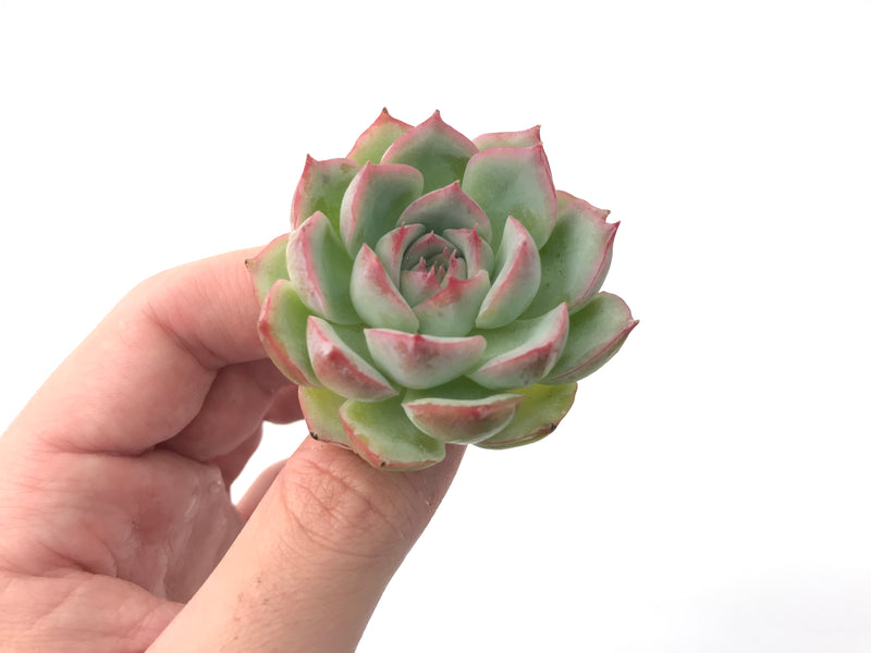 Echeveria 'Silhouette' 1" Powdery Succulent Plant