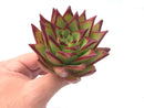 Echeveria Agavoides ‘Orange Ebony’ 4” Rare Succulent Plant