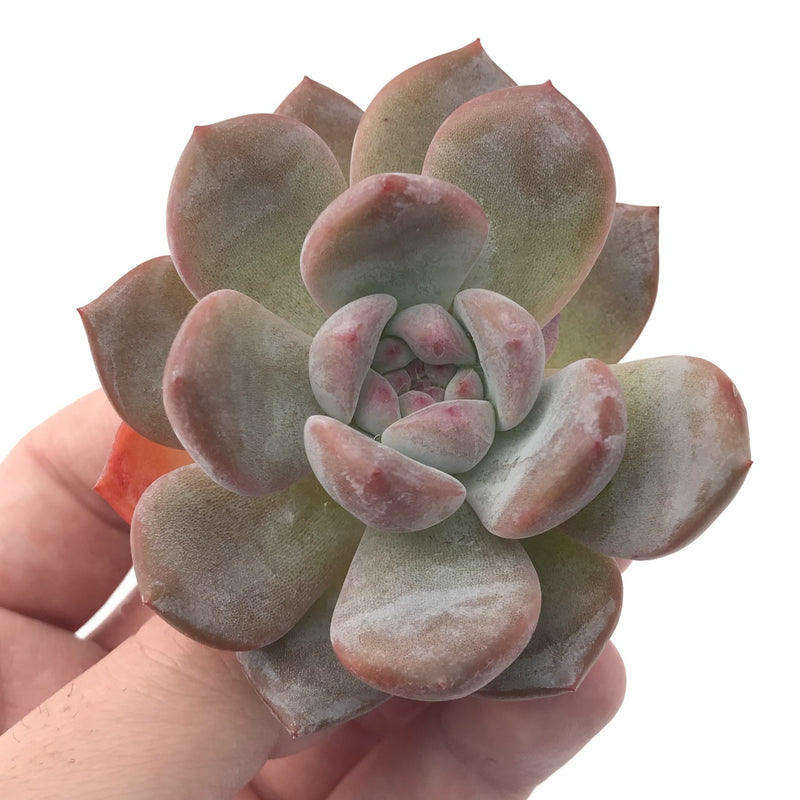 Echeveria 'Hosikage' 2"-3" Powdery Succulent Plant