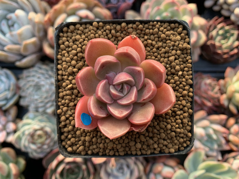 Echeveria 'Moralbi' 1" Succulent Plant