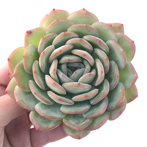 Echeveria 'Yusuke' 4" Succulent Plant