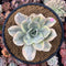 Echeveria 'Japan Moon River' Variegated 3"-4" Succulent Plant