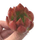 Echeveria Agavoides 'Frank Reinalt' 1"-2" Rare Succulent Plant