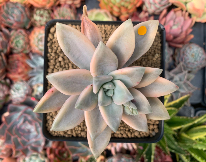 Graptopetalum 'Paraguayense' Variegated 3" Succulent Plant