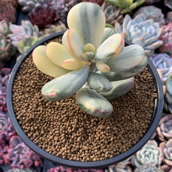 Cotyledon 'Orbiculata' Variegated 5" Large Very Rare Succulent Plant